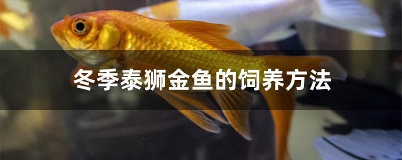 冬季泰狮金鱼的饲养方法