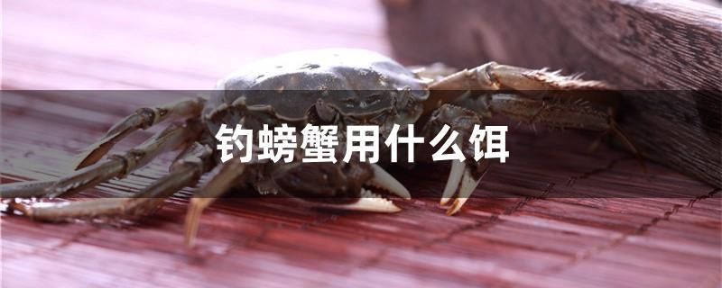 钓螃蟹用什么饵 进口元宝凤凰鱼 第1张