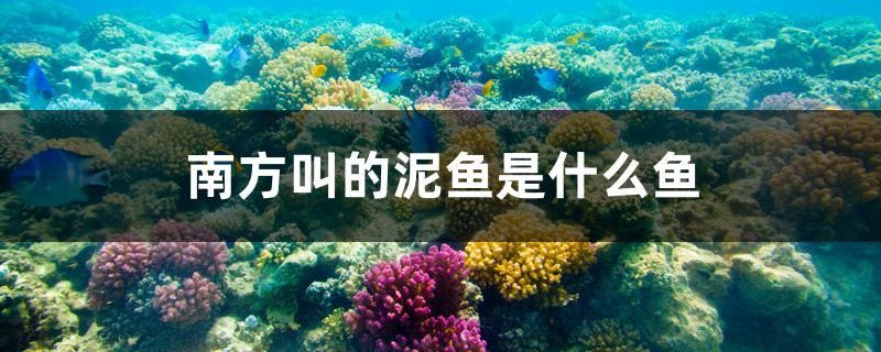 南方叫的泥鱼是什么鱼 鱼缸水质稳定剂 第1张