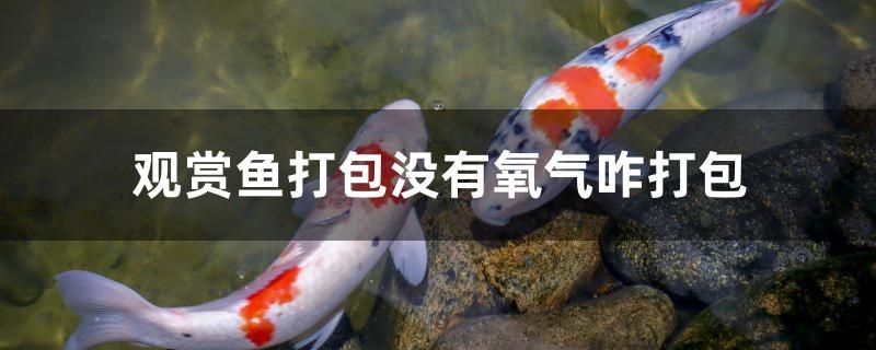 观赏鱼打包没有氧气咋打包 金老虎鱼 第1张