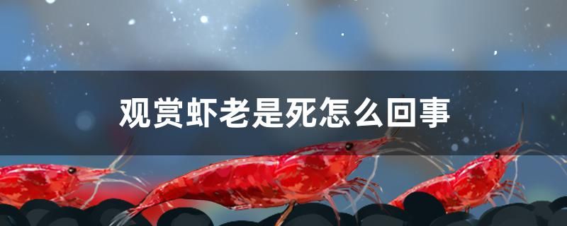 观赏虾老是死怎么回事