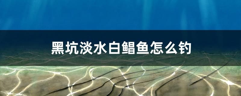 黑坑淡水白鲳鱼怎么钓 广州观赏鱼鱼苗批发市场 第1张