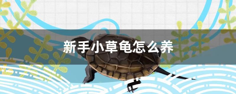 新手小草龟怎么养 广州景观设计 第1张