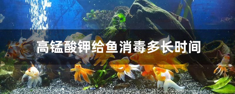 高锰酸钾给鱼消毒多长时间 银龙鱼苗 第1张