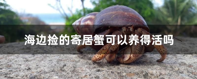 海边捡的寄居蟹可以养得活吗 水族展会 第1张