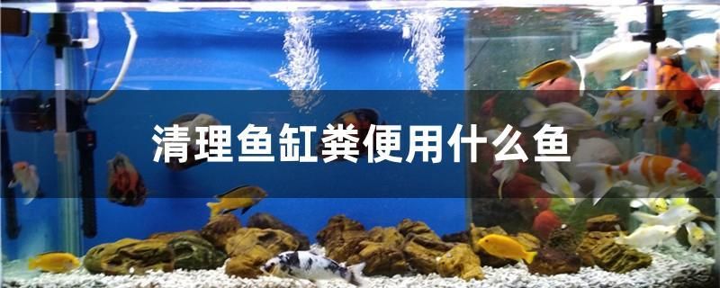 清理鱼缸粪便用什么鱼 白子黑帝王魟鱼 第1张