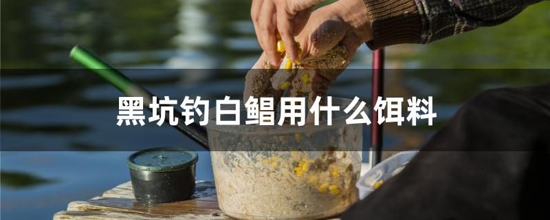 黑坑钓白鲳用什么饵料 B级过背金龙鱼 第1张