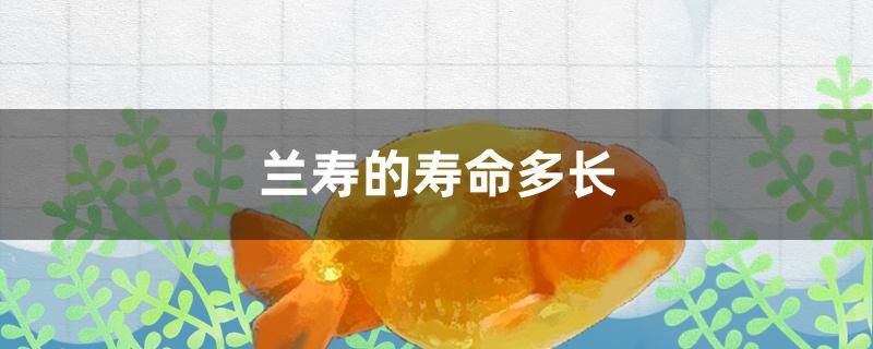 兰寿的寿命多长 羽毛刀鱼苗 第1张