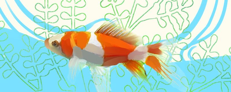 草金鱼繁殖的前兆草金鱼繁殖的注意事项 量子养鱼技术 第1张