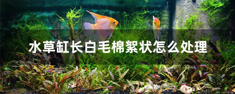 水草缸长白毛棉絮状怎么处理 孵化器 第1张