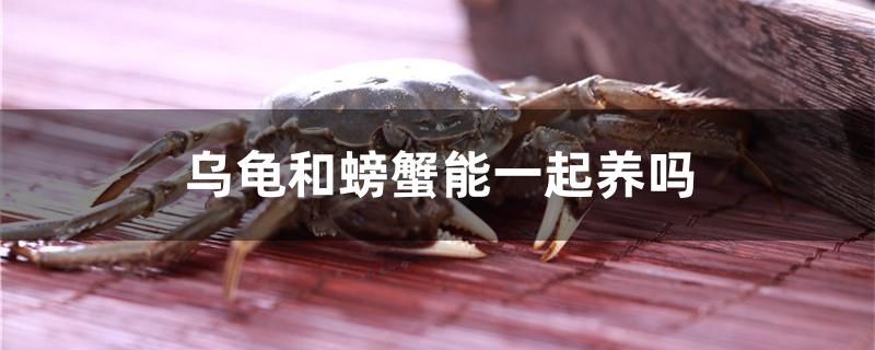 乌龟和螃蟹能一起养吗 祥龙水族医院 第1张