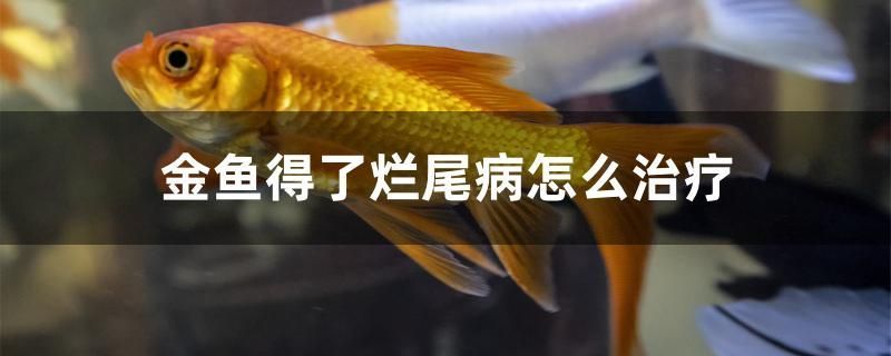 金鱼得了烂尾病怎么治疗 水族周边 第1张