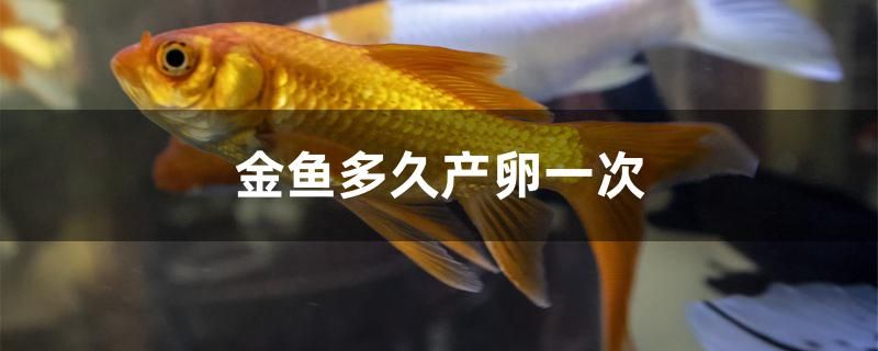 金鱼多久产卵一次 白玉红龙鱼 第1张