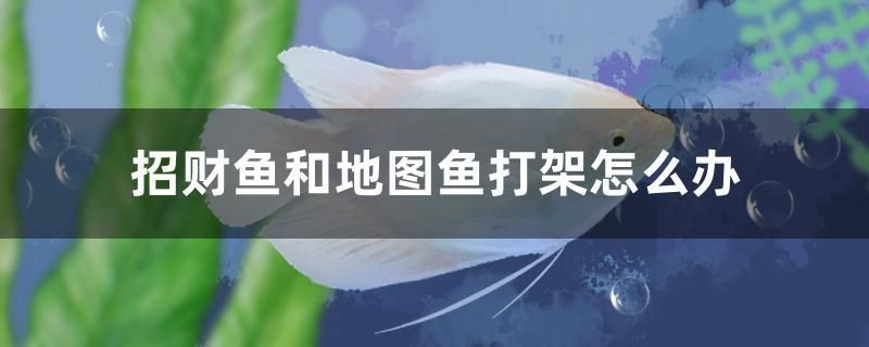 招财鱼和地图鱼打架怎么办 肥料 第1张