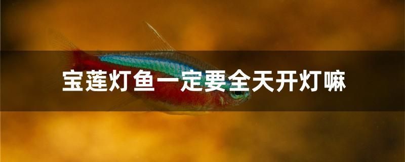 宝莲灯鱼一定要全天开灯嘛 财神鹦鹉鱼 第1张