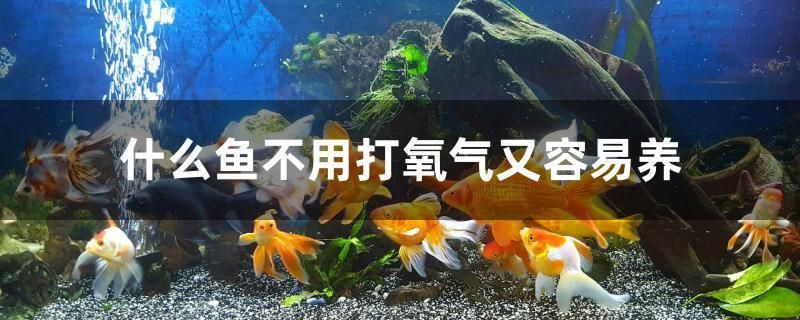 什么鱼不用打氧气又容易养 白子银龙鱼苗 第1张