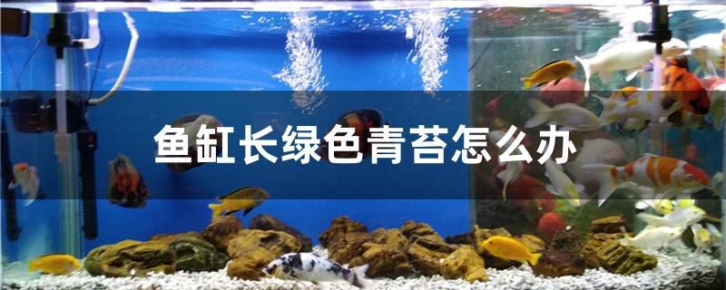 鱼缸长绿色青苔怎么办 祥龙赫舞红龙鱼 第1张