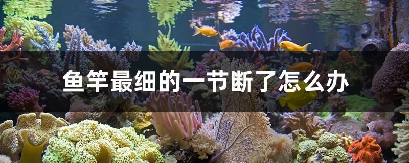 哪里有卖大鱼缸的地方啊视频(一般哪里有鱼缸卖) 黄金斑马鱼 第2张