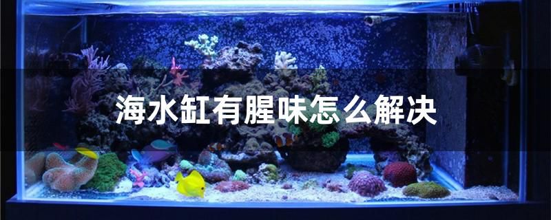 海水缸有腥味怎么解决