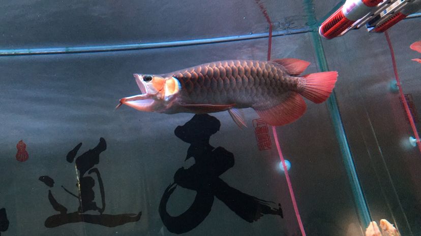 阿拉善盟水族批发市场在哪里呀（哈尔滨汉沽装饰） 蓝底过背金龙鱼 第2张