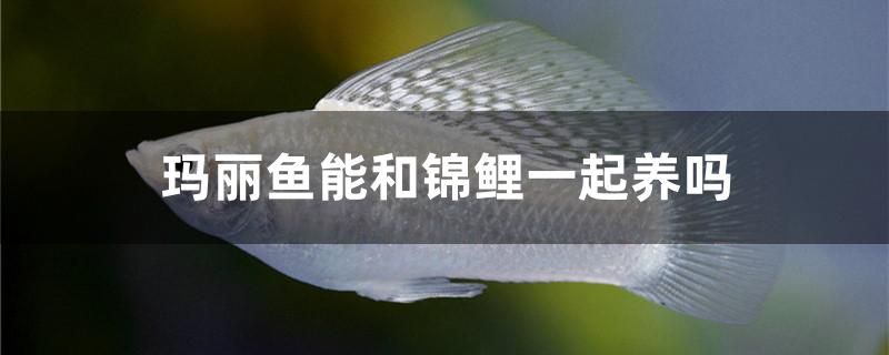 玛丽鱼能和锦鲤一起养吗 广州水族批发市场 第1张