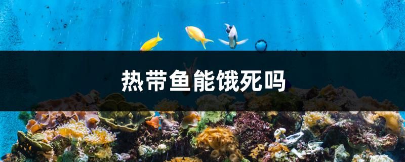 热带鱼能饿死吗 充氧泵 第1张