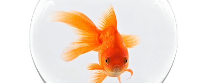 金鱼用不用打氧打氧的好处 红勾银版鱼 第1张