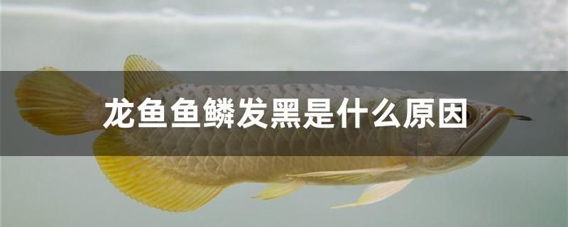 龙鱼鱼鳞发黑是什么原因 海水鱼 第1张