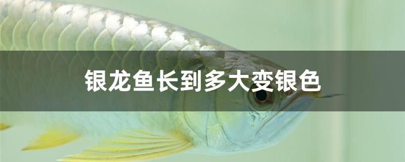 银龙鱼长到多大变银色 九鼎鱼缸 第1张