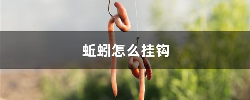 蚯蚓怎么挂钩