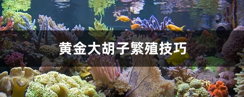 黄金大胡子繁殖技巧 白子红龙鱼 第1张