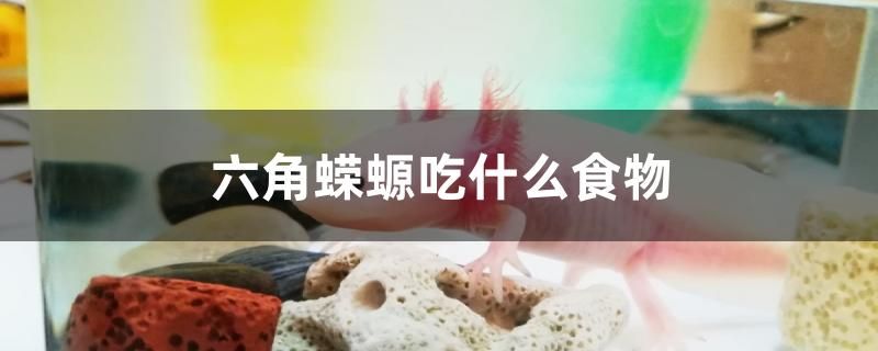 六角蝾螈吃什么食物 名贵锦鲤鱼 第1张