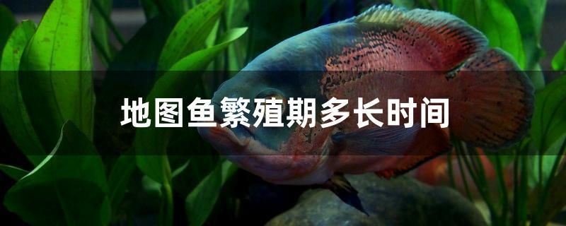 地图鱼繁殖期多长时间 龙鱼芯片扫码器 第1张