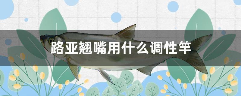 40厘米的鱼缸用多厚的玻璃好（ 40厘米鱼缸适合放多少小鱼） 红勾银版鱼