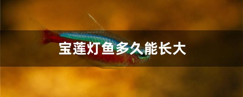 宝莲灯鱼多久能长大 森森鱼缸 第1张