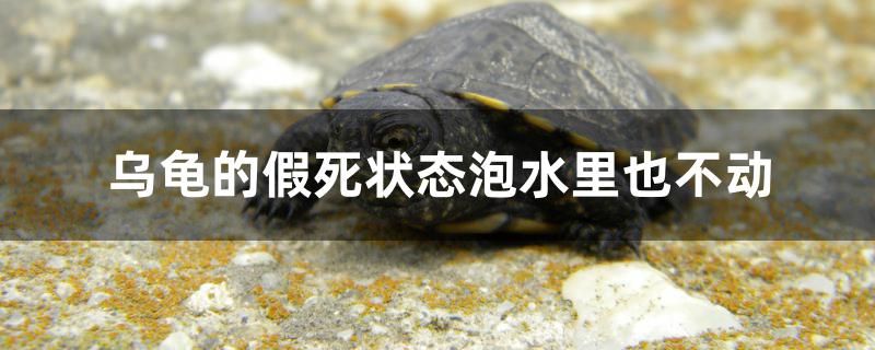 乌龟的假死状态泡水里也不动 黄金猫鱼 第1张