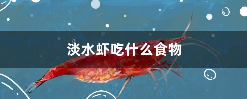 淡水虾吃什么食物 广州水族器材滤材批发市场 第1张