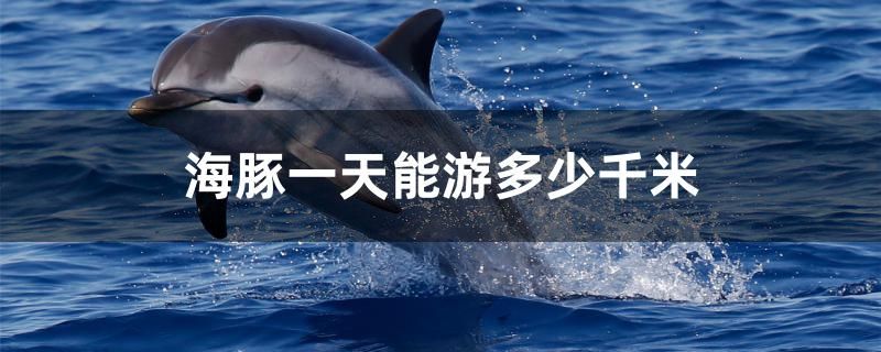 海豚一天能游多少千米 观赏鱼 第1张