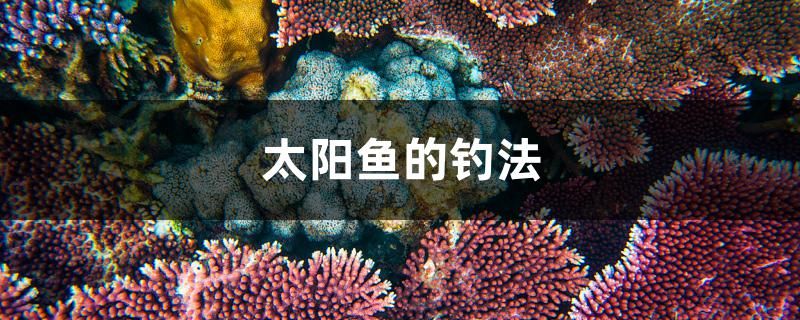 太阳鱼的钓法 观赏鱼进出口 第1张