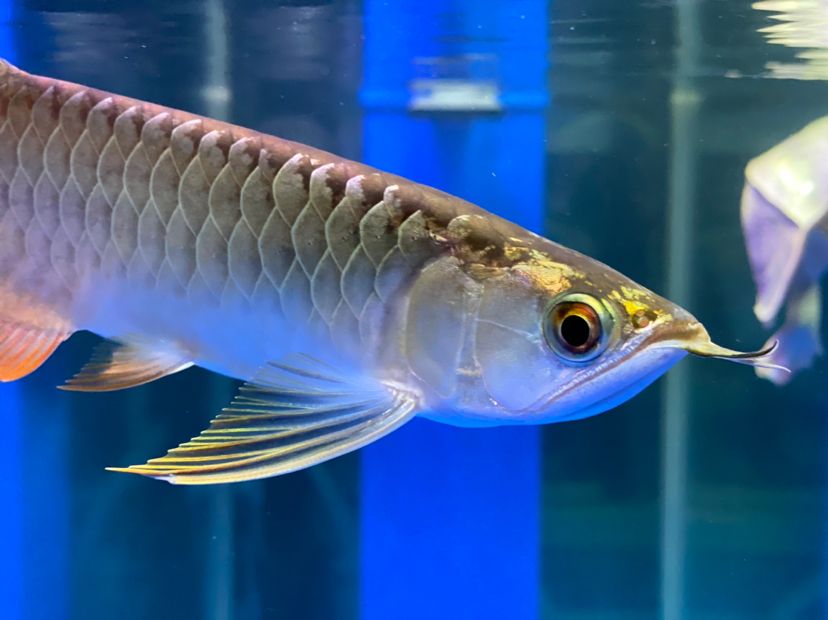 吉林市昌邑区美人鱼水族馆（吉林市昌邑区美人鱼水族馆地址）