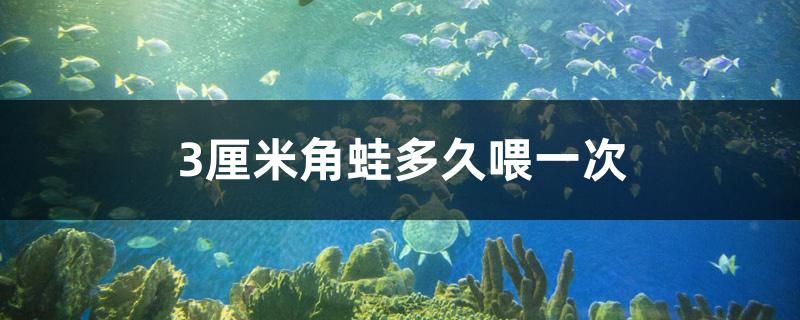 3厘米角蛙多久喂一次 二氧化碳设备 第1张