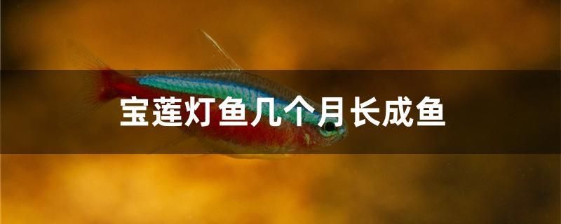 宝莲灯鱼几个月长成鱼 观赏鱼水族批发市场 第1张