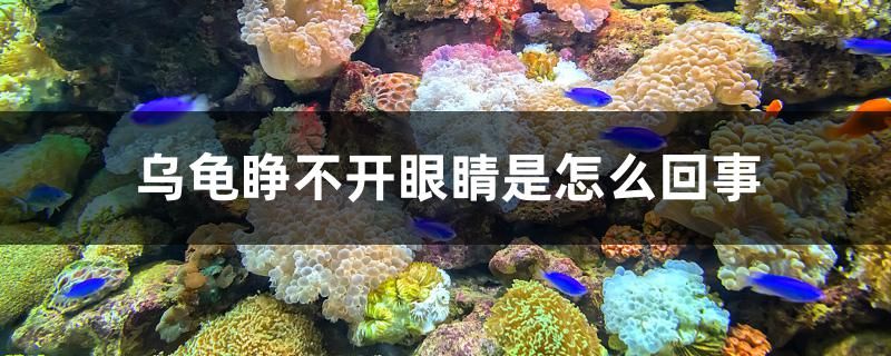 乌龟睁不开眼睛是怎么回事