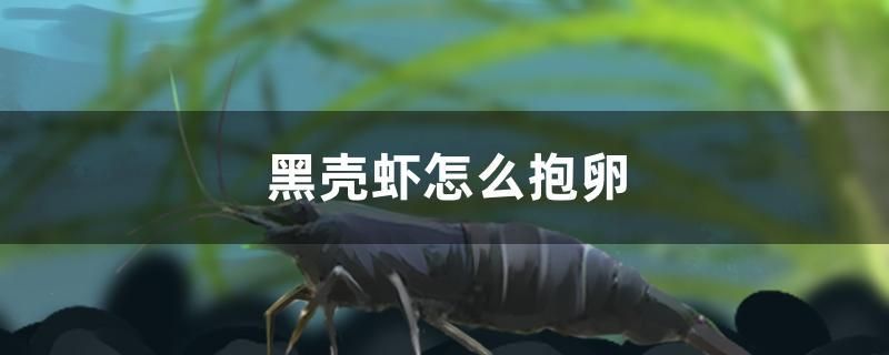 黑壳虾怎么抱卵 苏虎 第1张