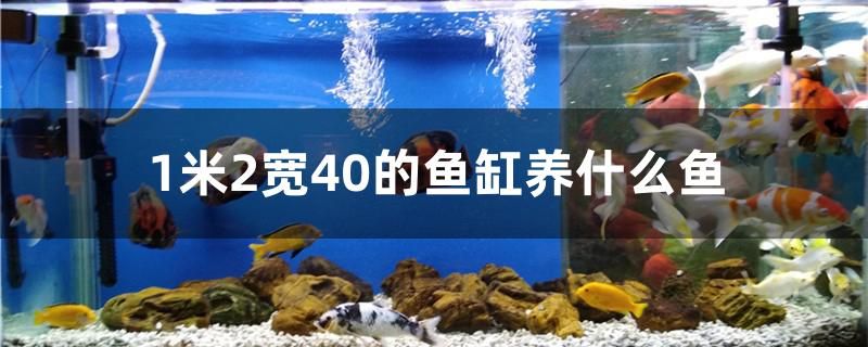 1米2宽40的鱼缸养什么鱼