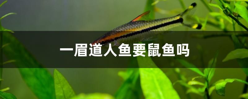 一眉道人鱼要鼠鱼吗 食人鱼（水虎） 第1张