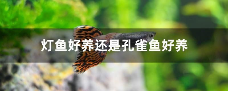 灯鱼好养还是孔雀鱼好养 鱼缸/水族箱 第1张