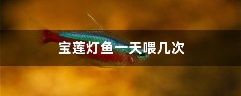 宝莲灯鱼一天喂几次 祥龙水族护理水 第1张