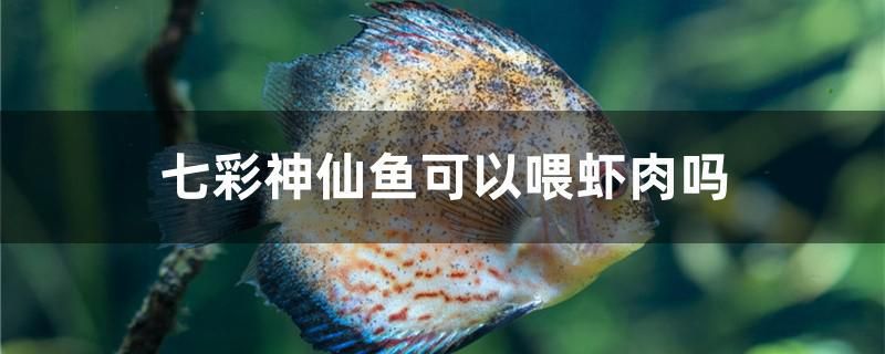 七彩神仙鱼可以喂虾肉吗 福满钻鱼 第1张