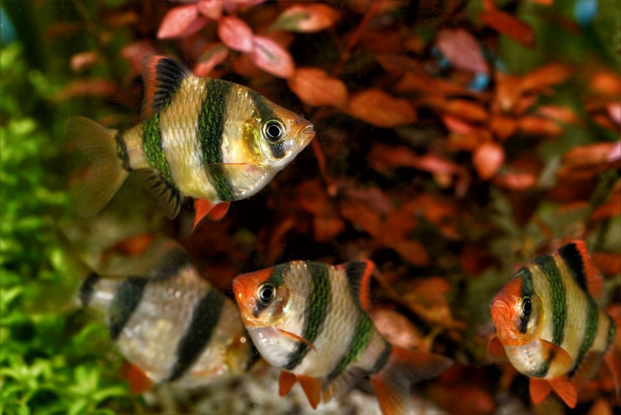 斑马狗头吃什么长的快 观赏鱼水族批发市场 第2张